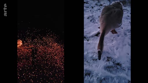 Un écran divisé illustrant le contraste entre la violence de la guerre en Ukraine, représentée par des étincelles ou des débris incandescents, et la vie quotidienne ou la nature hivernale avec une oie marchant sur la neige.