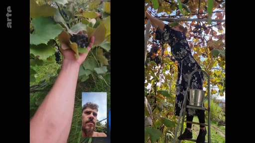 Un homme barbu communique en appel vidéo tout en montrant des grappes de raisin, tandis qu'une femme vêtue d'une robe à motifs récolte des fruits sur une échelle dans un vignoble. Cette scène illustre une interaction à distance lors des vendanges.