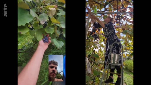 Un homme et une femme sont filmés en train de récolter des fruits dans un jardin, avec une vue en écran partagé montrant l'homme en gros plan et la femme sur une échelle.