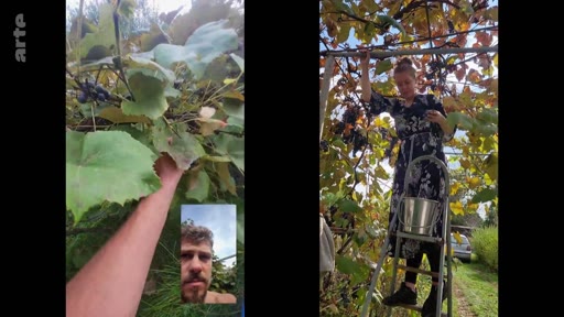 Une femme récolte du raisin dans un jardin tout en discutant en appel vidéo avec un homme barbu. Cette scène illustre une communication à distance entre deux personnes dans un contexte de récolte automnale.