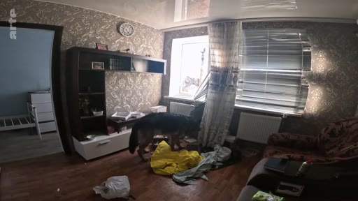 Un chien se déplace au milieu d'un appartement en désordre, témoignant des conditions de vie précaires lors d'un conflit armé. La scène illustre les dommages matériels et l'abandon dans une zone touchée par la guerre.