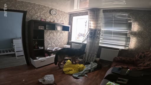 Un chien de berger explore une pièce en désordre dans une maison ukrainienne marquée par les stigmates de la guerre. Cette image illustre les conditions de vie précaires des civils dans les zones de conflit en Ukraine.