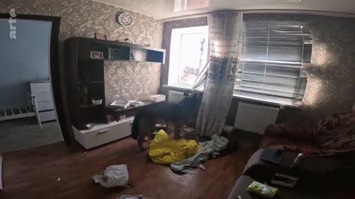 Un chien errant ou domestique se tient au milieu d'un appartement en désordre, avec des débris au sol et des rideaux endommagés, illustrant les conditions de vie précaires lors de l'encerclement en Ukraine.